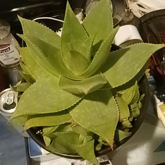 Photo of the plant species Aloe striata 'Ghost' by @TidyCacto35 named Mr. Plant on Greg, the plant care app