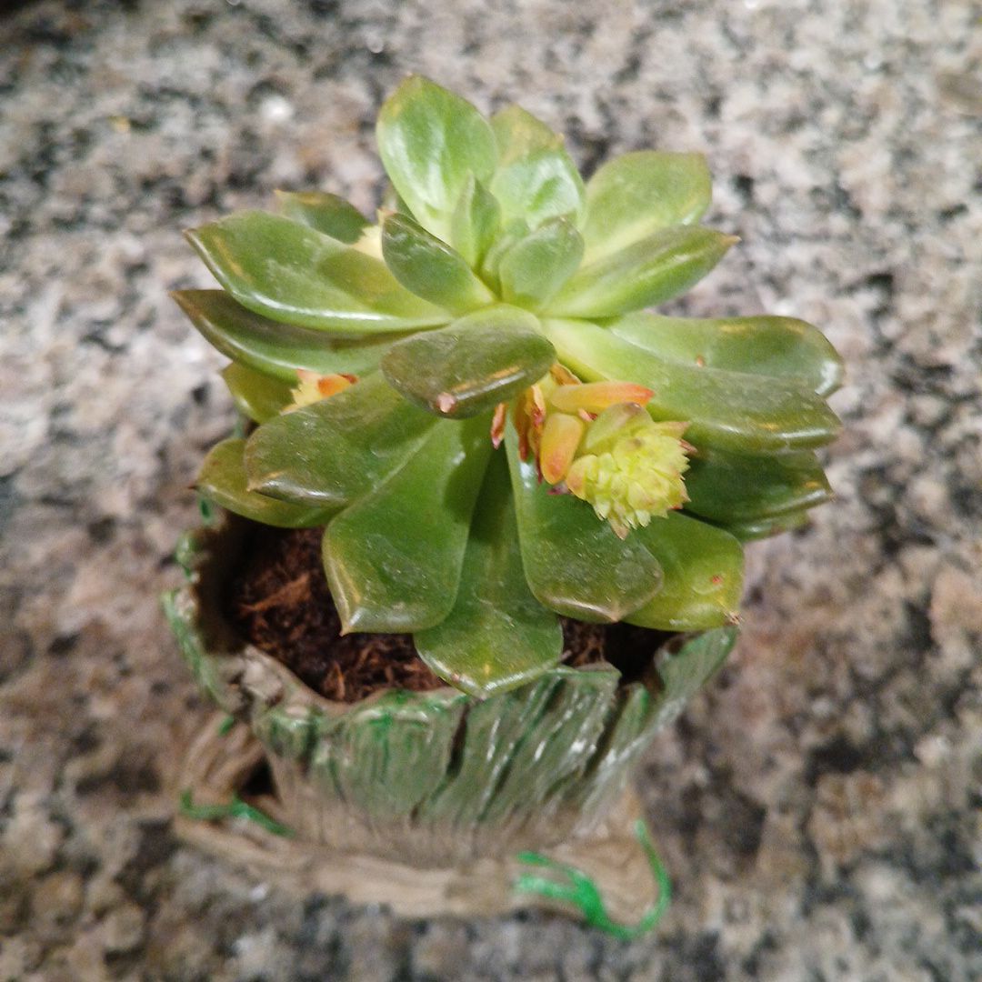 Photo of the plant species Echeveria 'Sleepy™' by @Kameronthehuman named LEEEEROY JENKINS on Greg, the plant care app