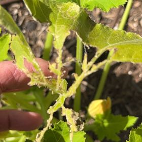 Photo of the plant species Melon by @PoetRedfir19 named Harmony on Greg, the plant care app