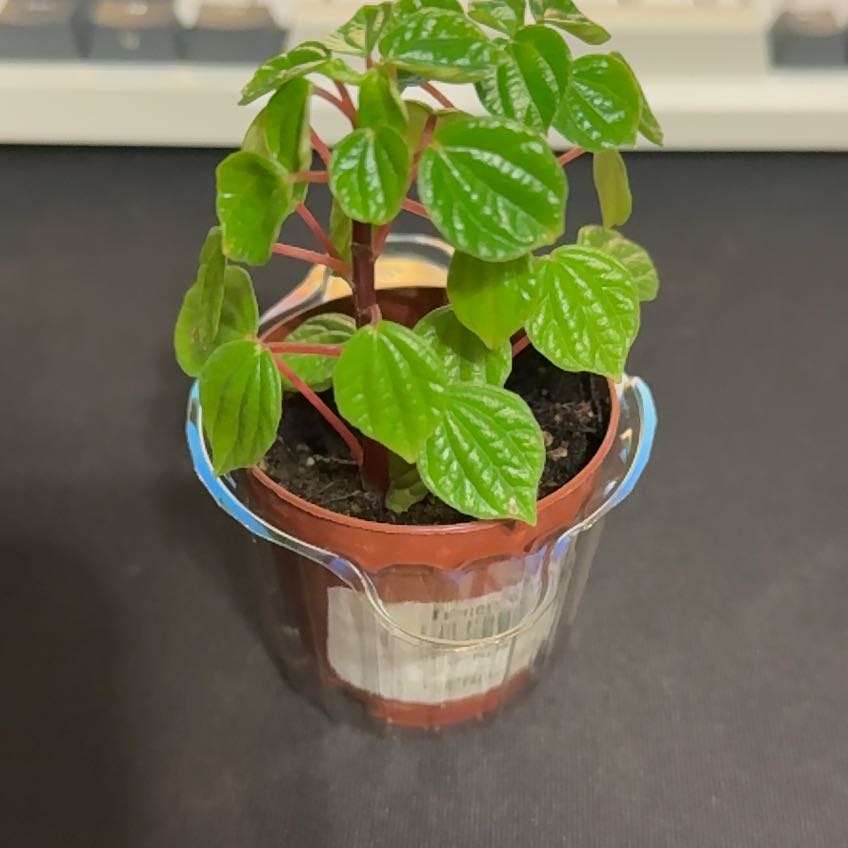 Photo of the plant species Peperomia meridiana by @ProFernmoss65 named Hulk on Greg, the plant care app