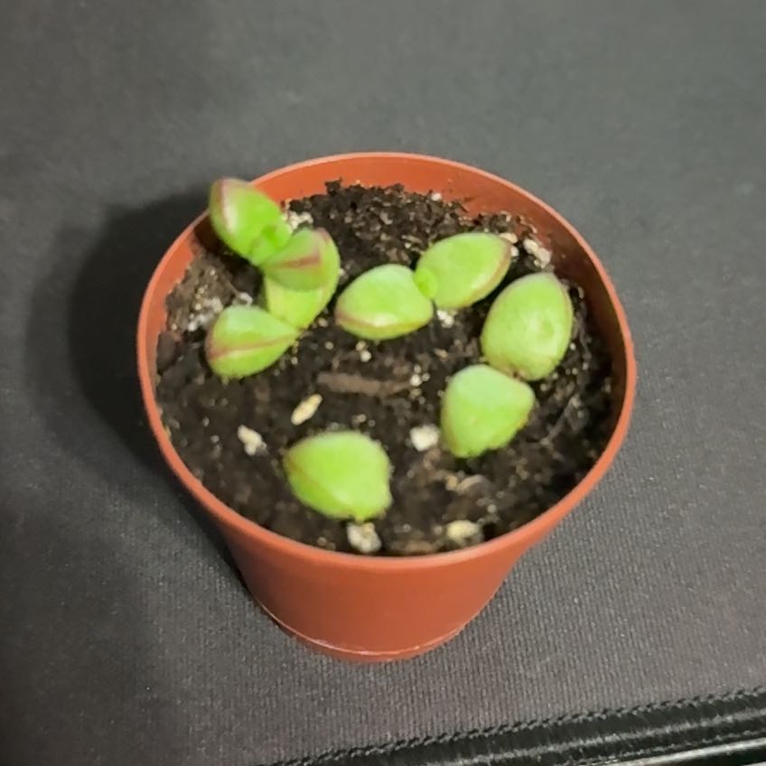 Photo of the plant species Crassula brevifolia by @ProFernmoss65 named Pac Man on Greg, the plant care app