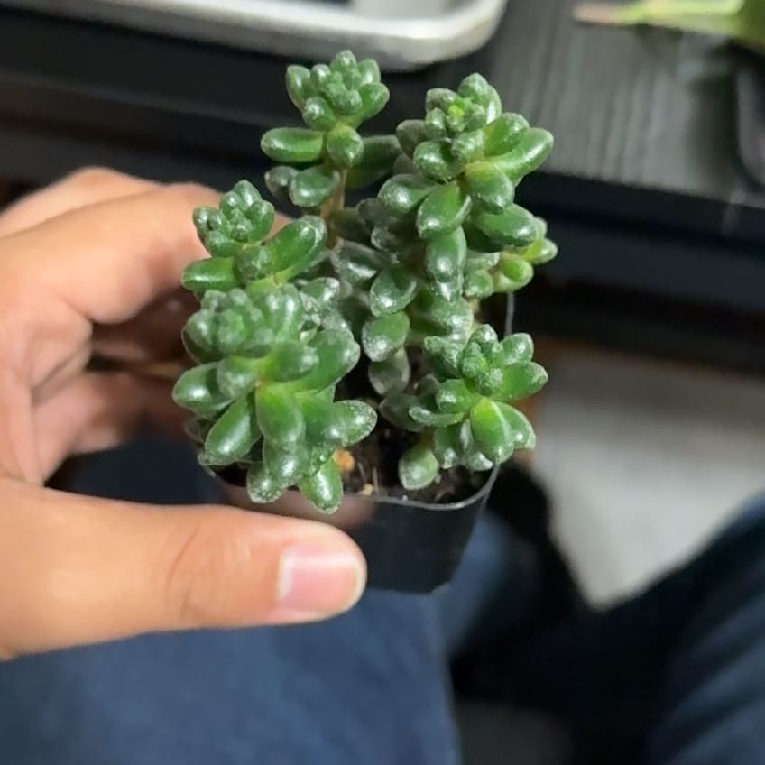 Photo of the plant species Bonsai Sedum by @ProFernmoss65 named Jelly on Greg, the plant care app