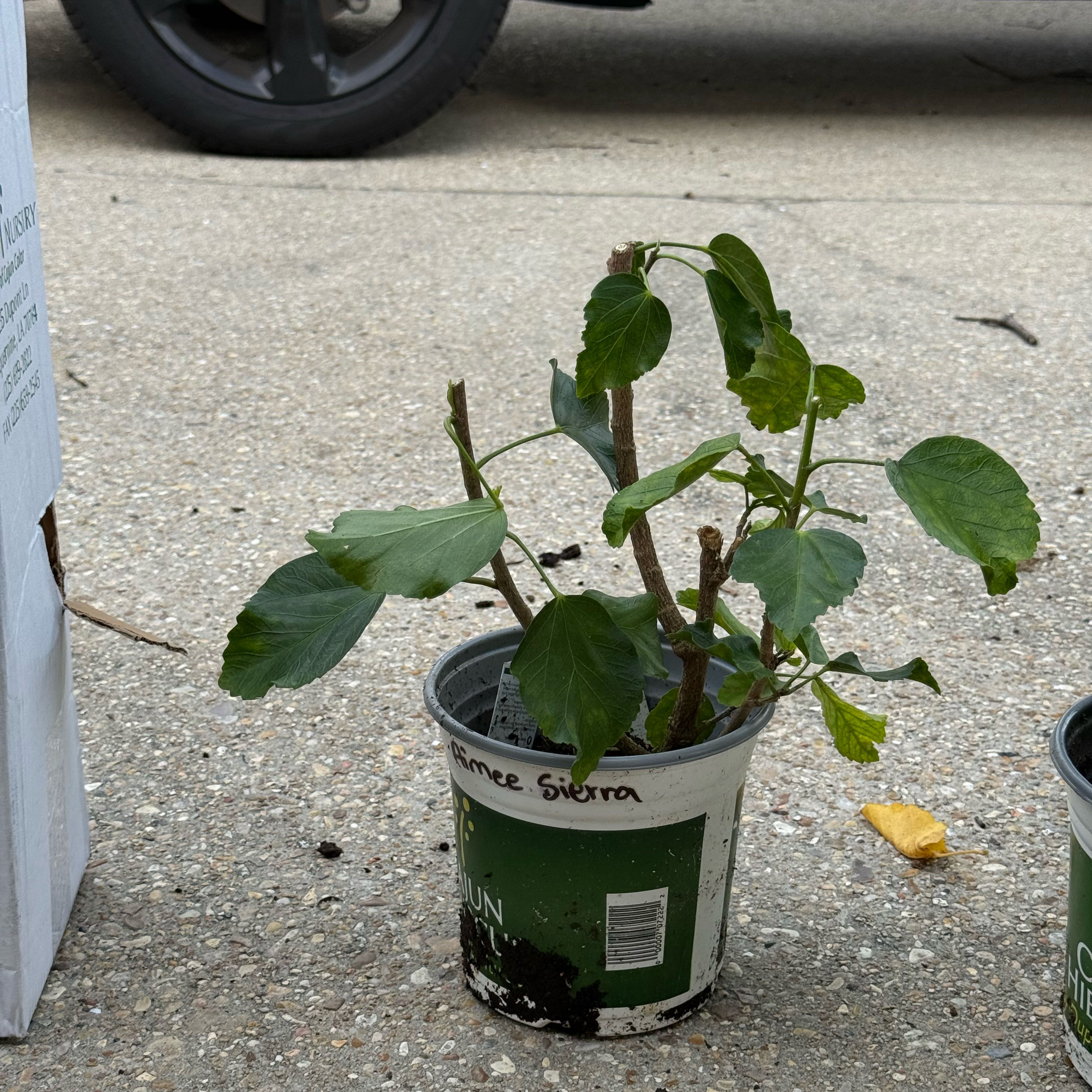 Photo of the plant species Cajun Hibiscus by @NewRedash97 named Dark Princess on Greg, the plant care app
