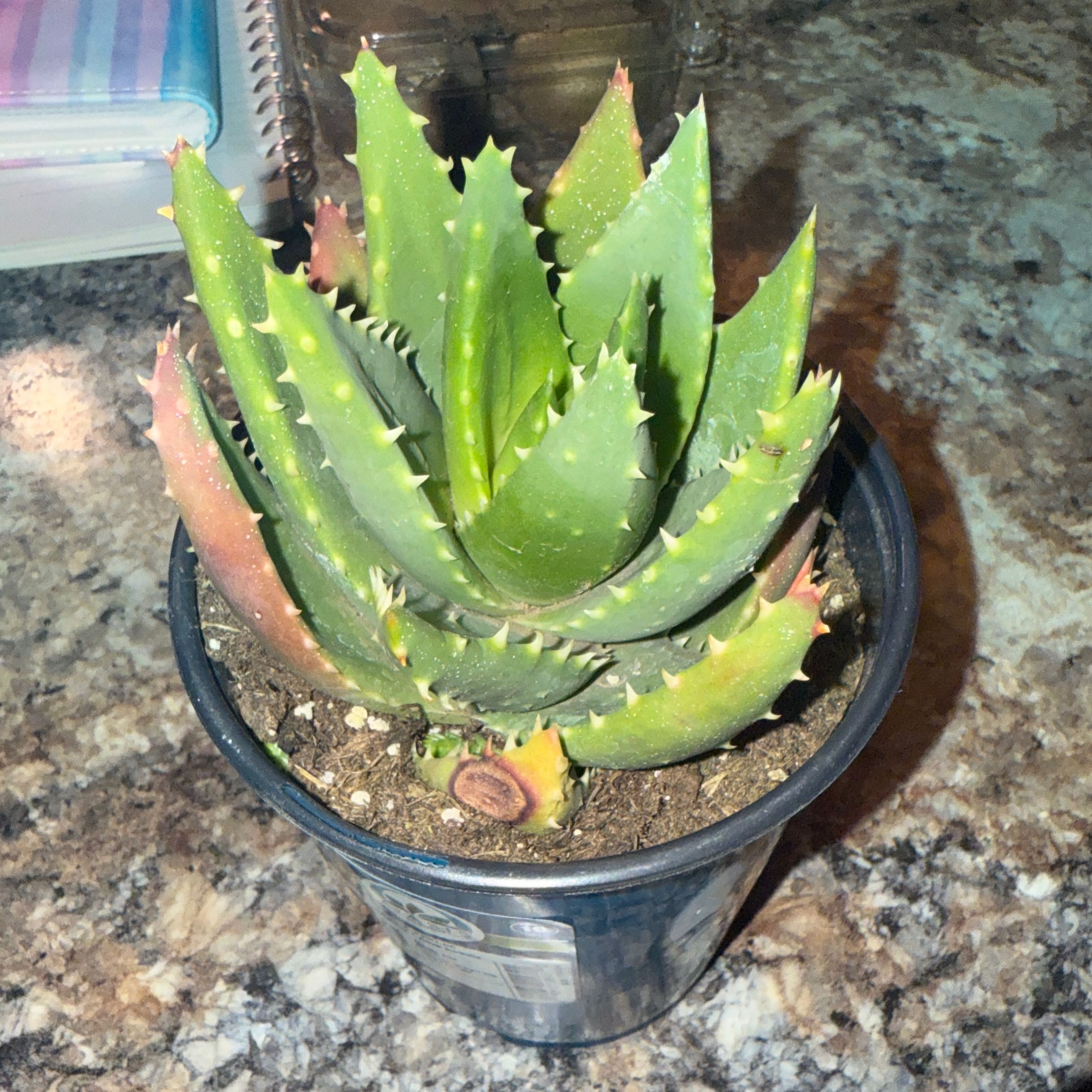 Photo of the plant species Aloe Nobilis by @LittleBitOGreen named Mochi on Greg, the plant care app