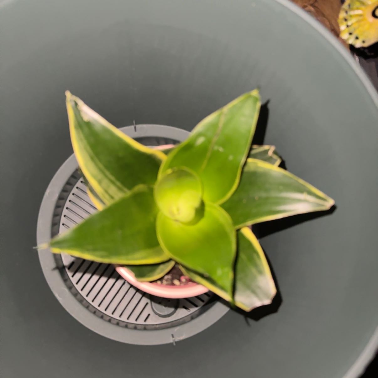 Photo of the plant species Bird's Nest Snake Plant by @LittleBitOGreen named Figyonce on Greg, the plant care app