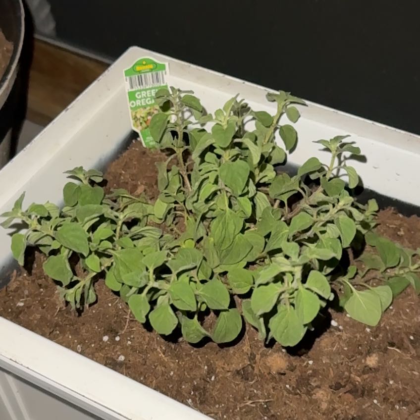 Photo of the plant species Greek Oregano by @LittleBitOGreen named Nemo on Greg, the plant care app