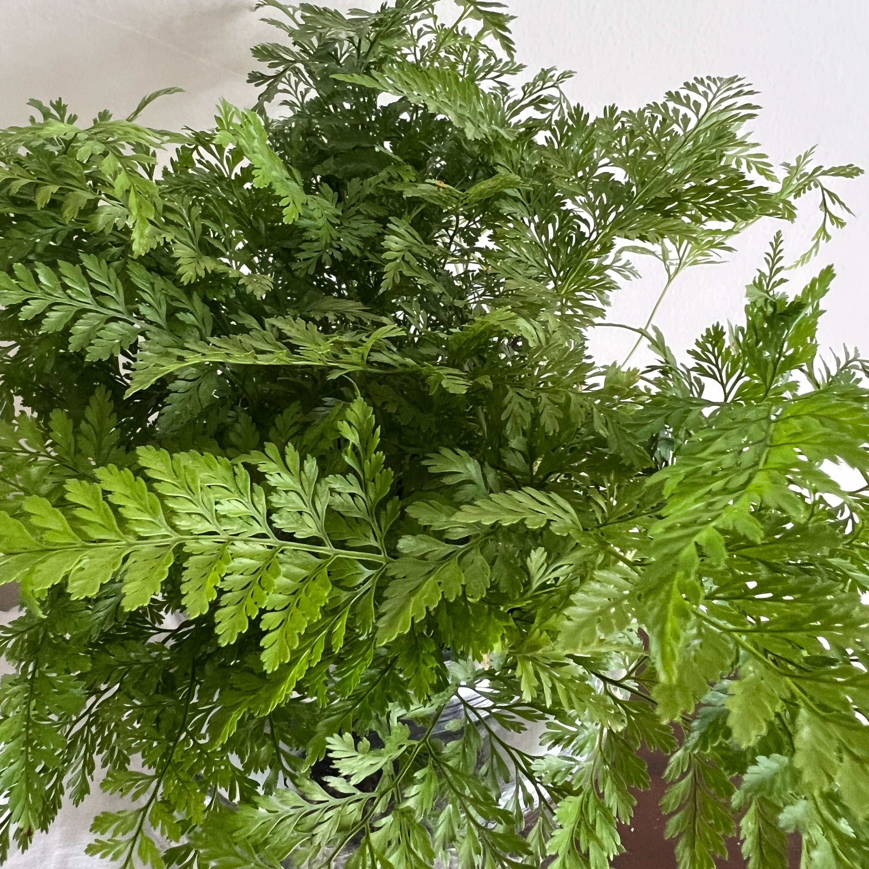 Photo of the plant species Rabbit Foot Fern by @EternalOcotillo named Miley on Greg, the plant care app