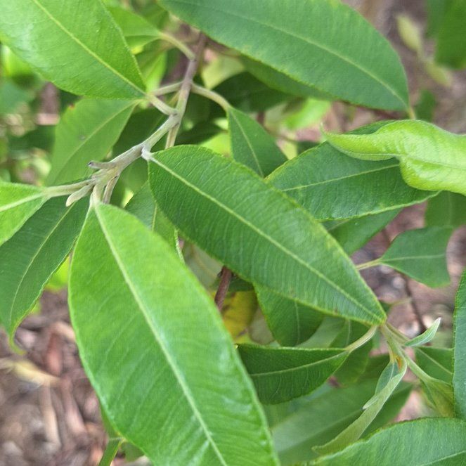 Photo of the plant species Lemon Myrtle by @ManyYuzu61 named Marilyn on Greg, the plant care app