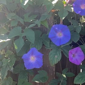 Photo of the plant species Oceanblue Morning-Glory by @PunchyCatpalm46 named Marilyn on Greg, the plant care app