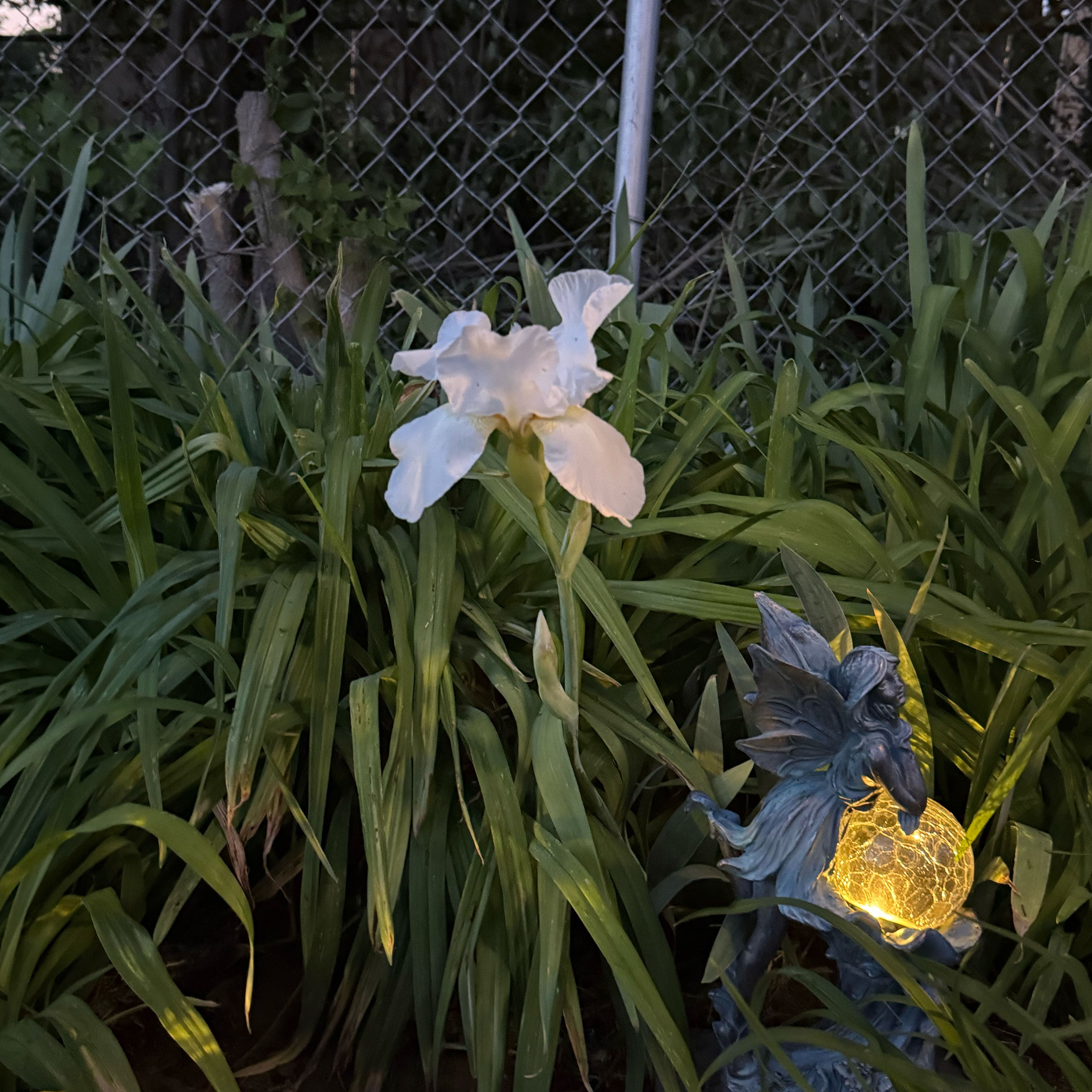 Photo of the plant species Bearded Iris 'Frigiya' by @RuggedEndive47 named Doja Cat on Greg, the plant care app