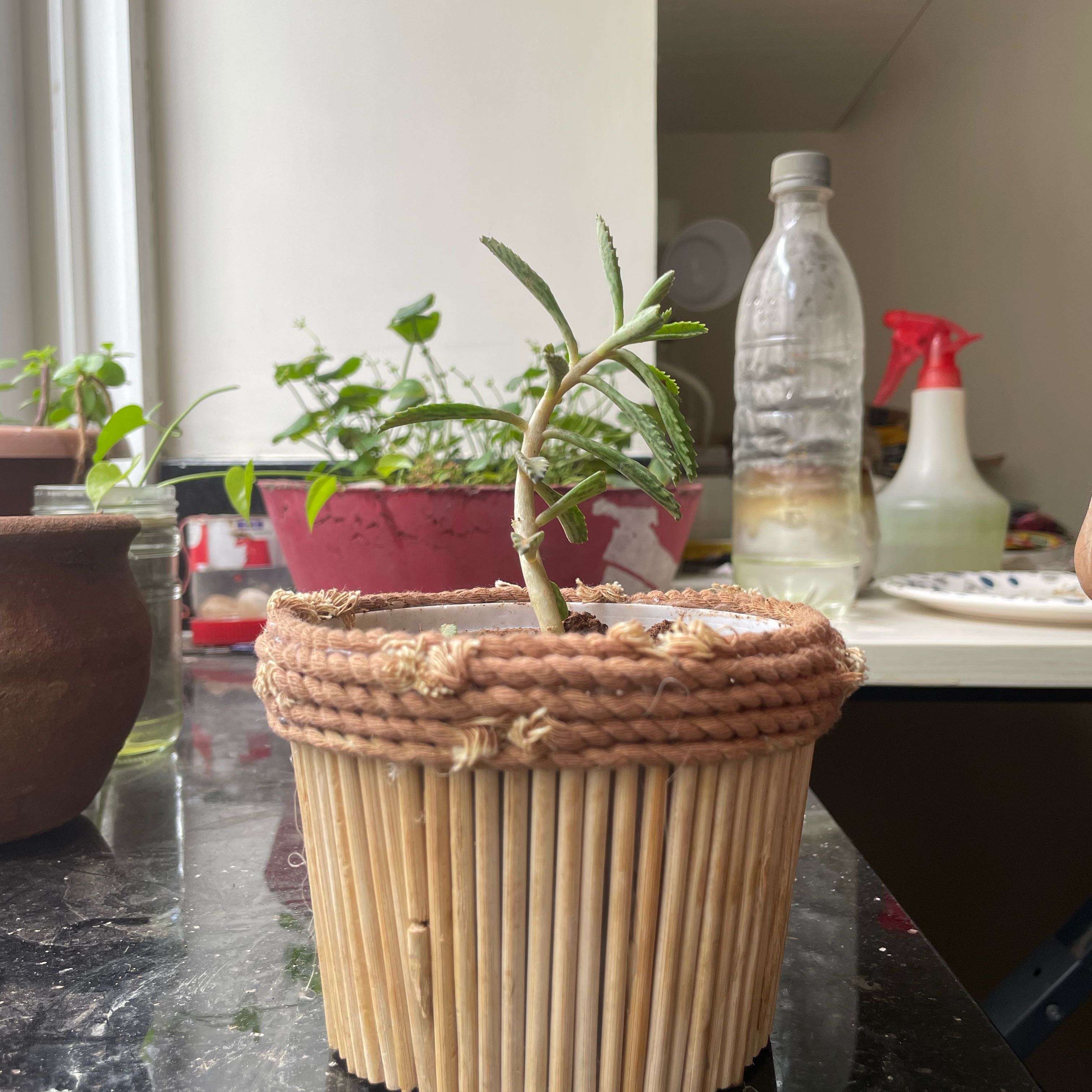 Photo of the plant species Kalanchoe 'Pink Butterflies' by @RefinedAntplant named Rainier on Greg, the plant care app