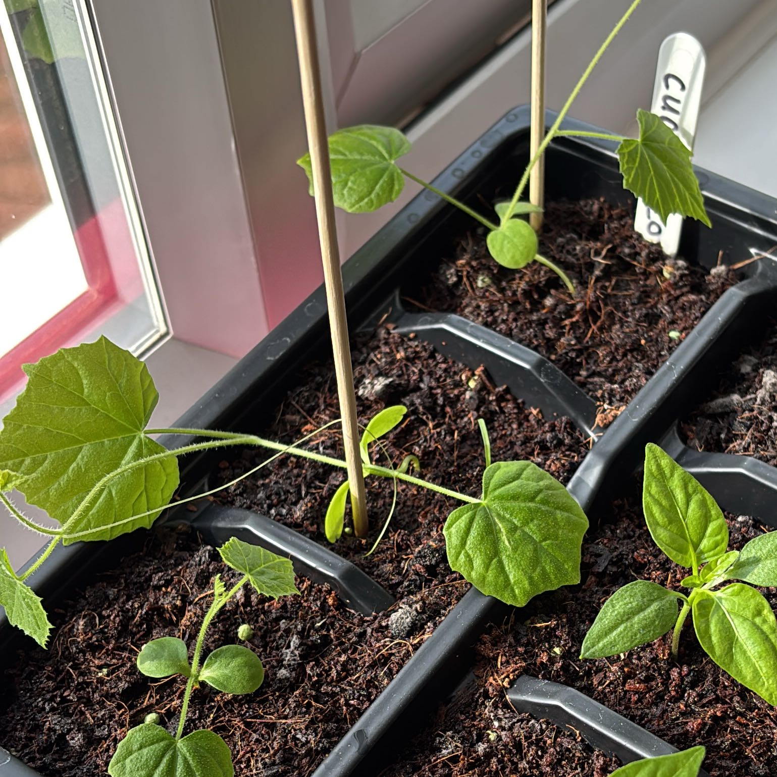 Photo of the plant species Cucamelon by @SilkyMonstera75 named Zeus on Greg, the plant care app