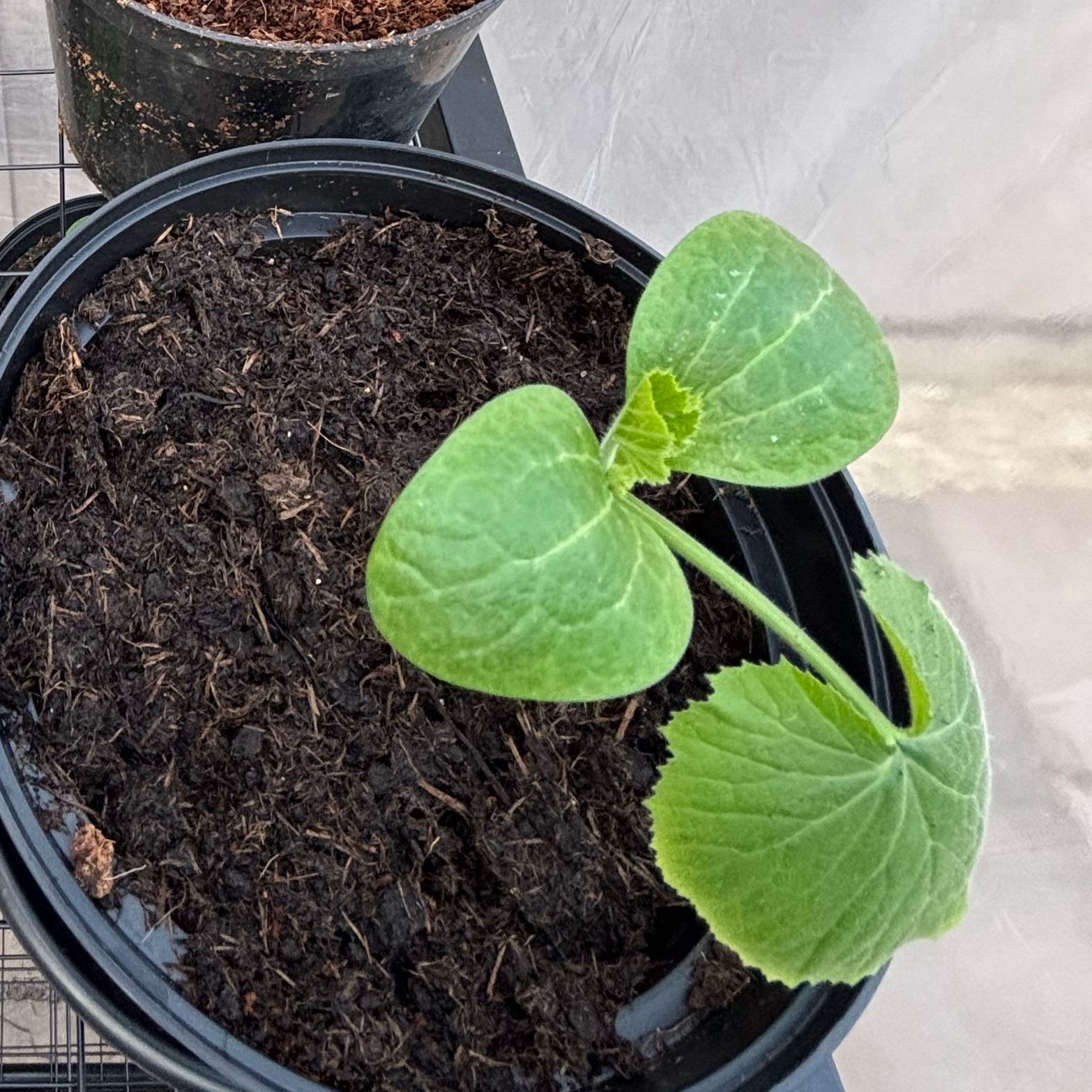 Photo of the plant species Courgette 'Defender' F1 Hybrid by @SilkyMonstera75 named Forrest on Greg, the plant care app