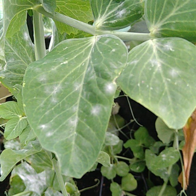 Little beauty peas