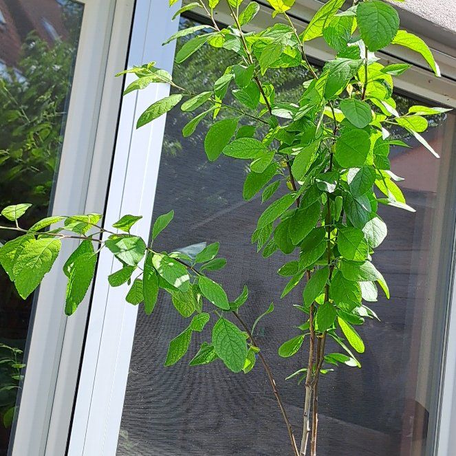 Photo of the plant species Buhler Fruhzwetschge by @SportSandrose64 named Zeus on Greg, the plant care app