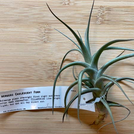 Photo of the plant species Air Plant by @Dankittyyy named Willow on Greg, the plant care app