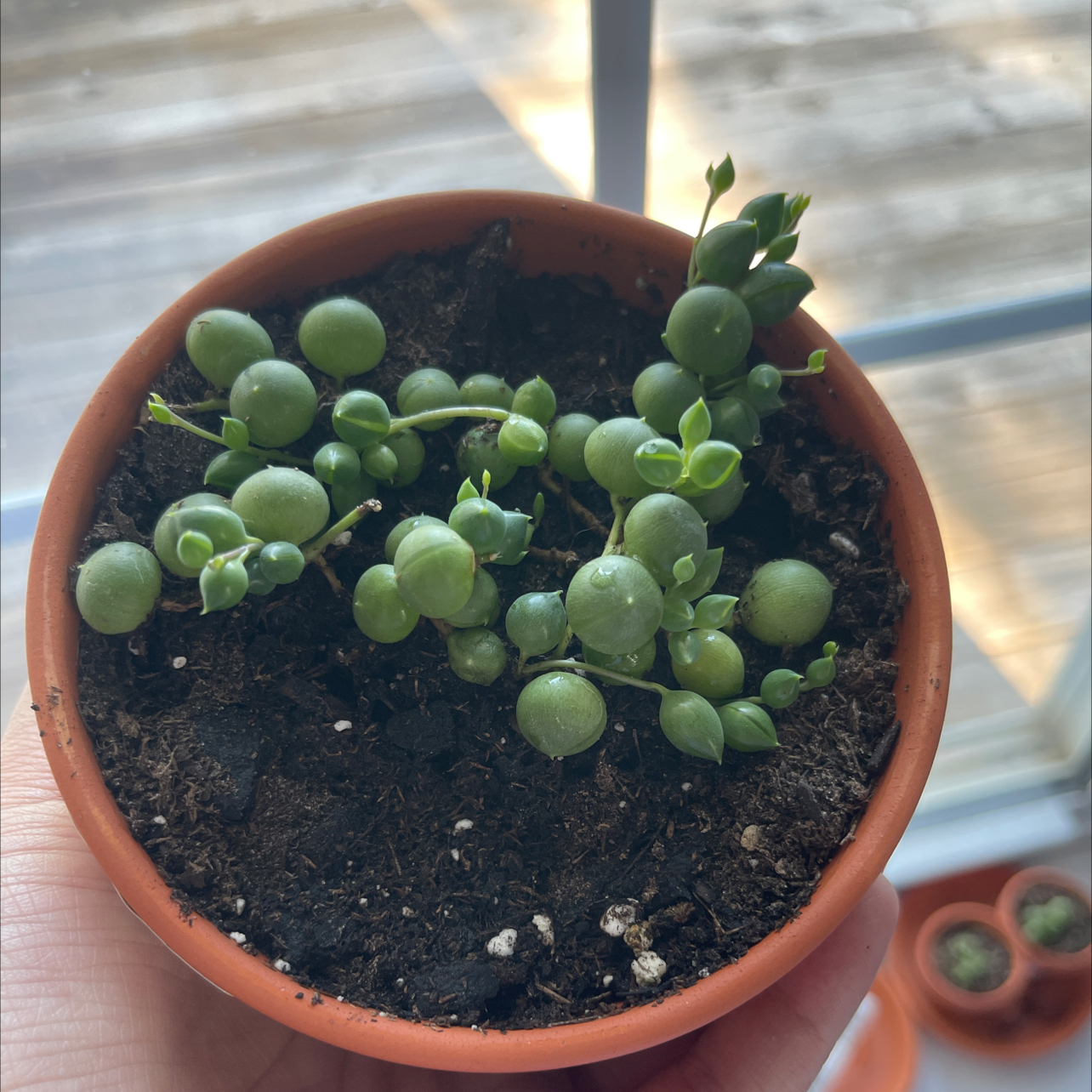 Photo of the plant species Senecio String of Pearls by @KPssuccs named Pearl on Greg, the plant care app