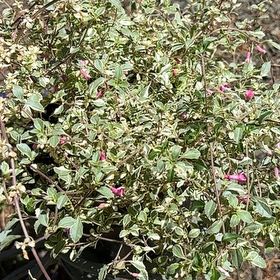 Photo of the plant species Fuchsia microphylla by @FitLlavea72 named Harry on Greg, the plant care app