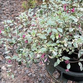 Photo of the plant species Fuchsia microphylla by @FitLlavea72 named Remington on Greg, the plant care app