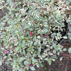 Photo of the plant species Fuchsia microphylla by @FitLlavea72 named Stella on Greg, the plant care app