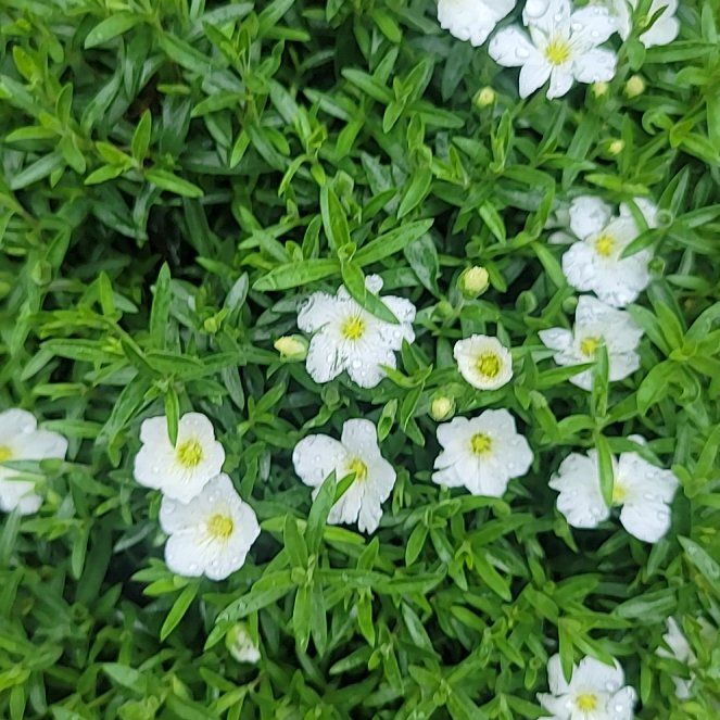 Photo of the plant species Mountain Sandwort by @ExoticBlinks24 named Sol on Greg, the plant care app