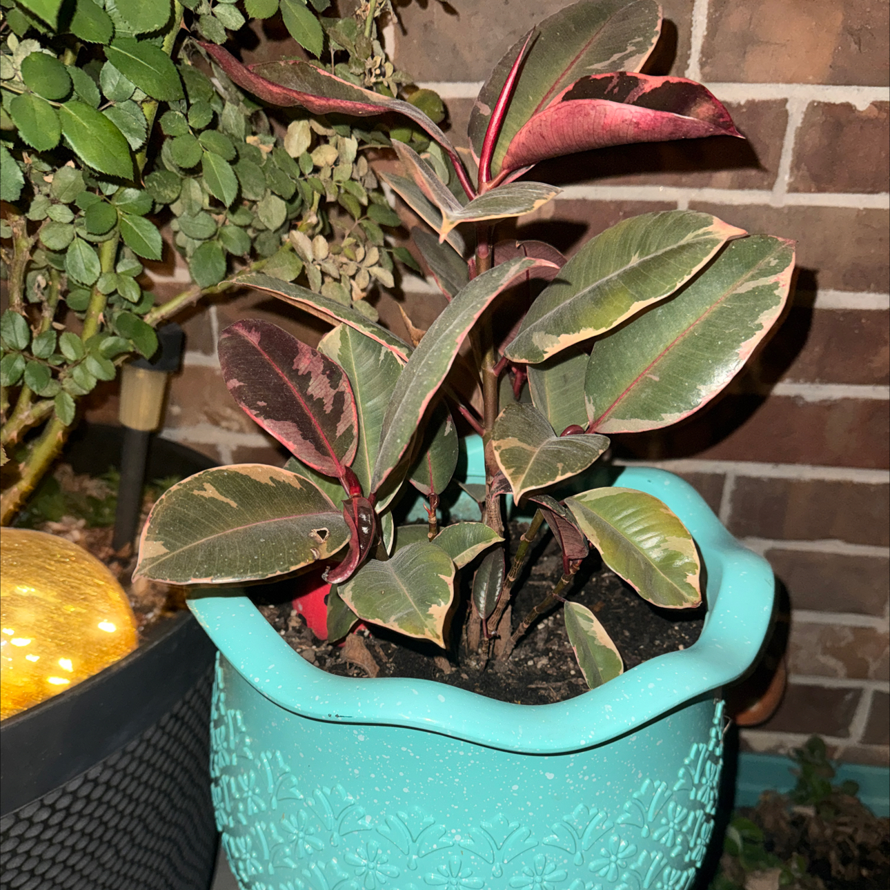 Photo of the plant species Rubber Plant by @Mamawise named Tiffany on Greg, the plant care app