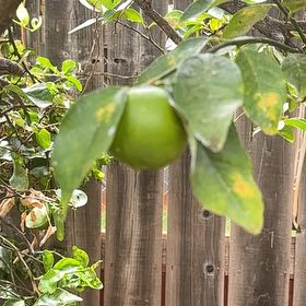 Photo of the plant species Calabash Tree by @VeteranMayten17 named da Vinci on Greg, the plant care app