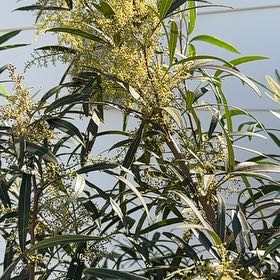 Photo of the plant species African Sumac by @VeteranMayten17 named ChloroPhil on Greg, the plant care app