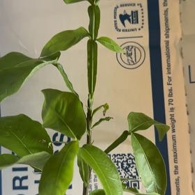 Photo of the plant species Chenet by @VeteranMayten17 named Sir Plancelot on Greg, the plant care app