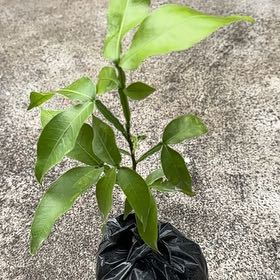 Photo of the plant species Chenet by @VeteranMayten17 named Harmony on Greg, the plant care app