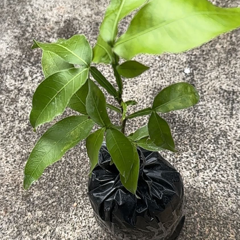 Photo of the plant species Chenet by @VeteranMayten17 named Kesha on Greg, the plant care app