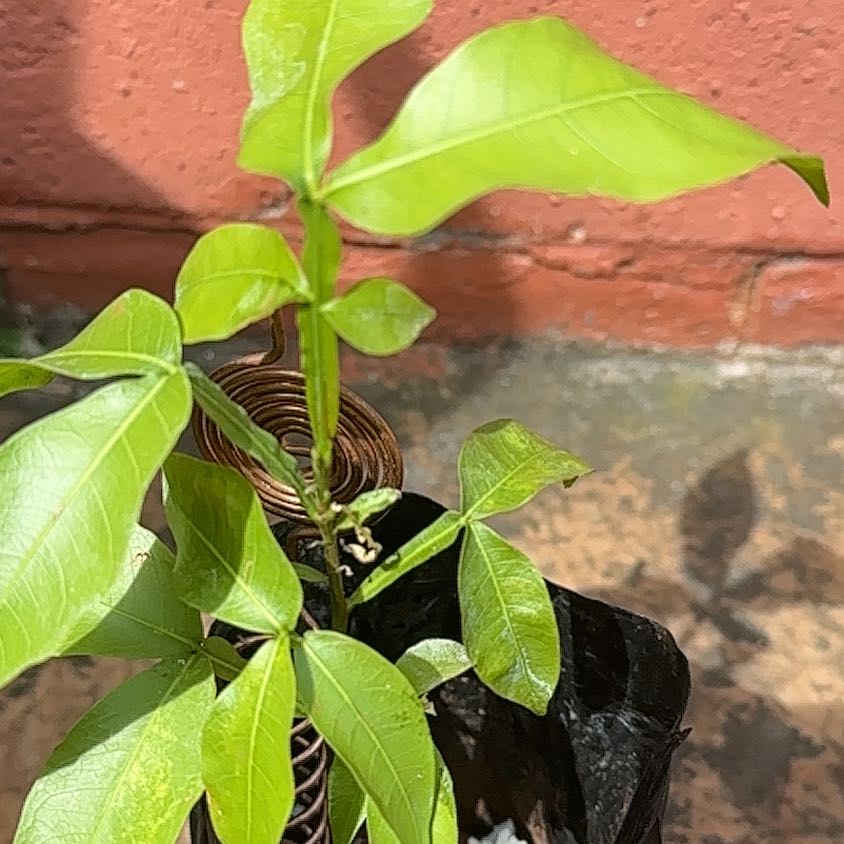 Photo of the plant species Chenet by @VeteranMayten17 named Miley on Greg, the plant care app