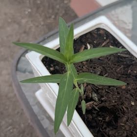 Photo of the plant species Swamp Morning Glory by @WholeHenschicks named Naomi on Greg, the plant care app