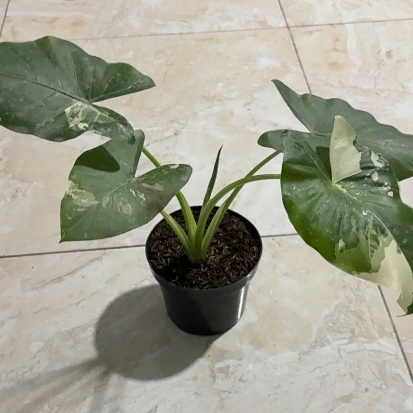 Photo of the plant species Dawn by @ManyHoyasunrise named Luna on Greg, the plant care app
