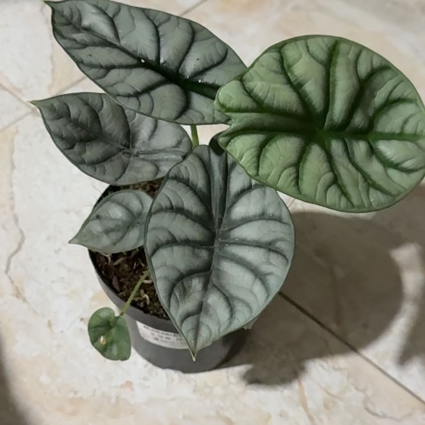 Photo of the plant species Alocasia Silver Dragon Mint by @ManyHoyasunrise named Denali on Greg, the plant care app