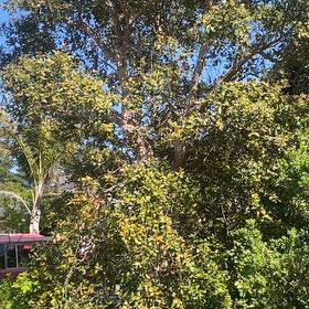 Photo of the plant species Cork Oak by @GroundedAnacua named Dolores on Greg, the plant care app