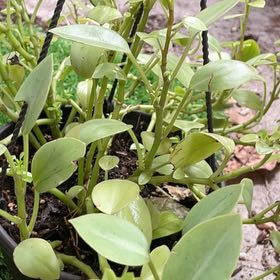 Photo of the plant species Peperomia 'Pixie Lime' by @LuxuryBuroak14 named Tyler the Creator on Greg, the plant care app