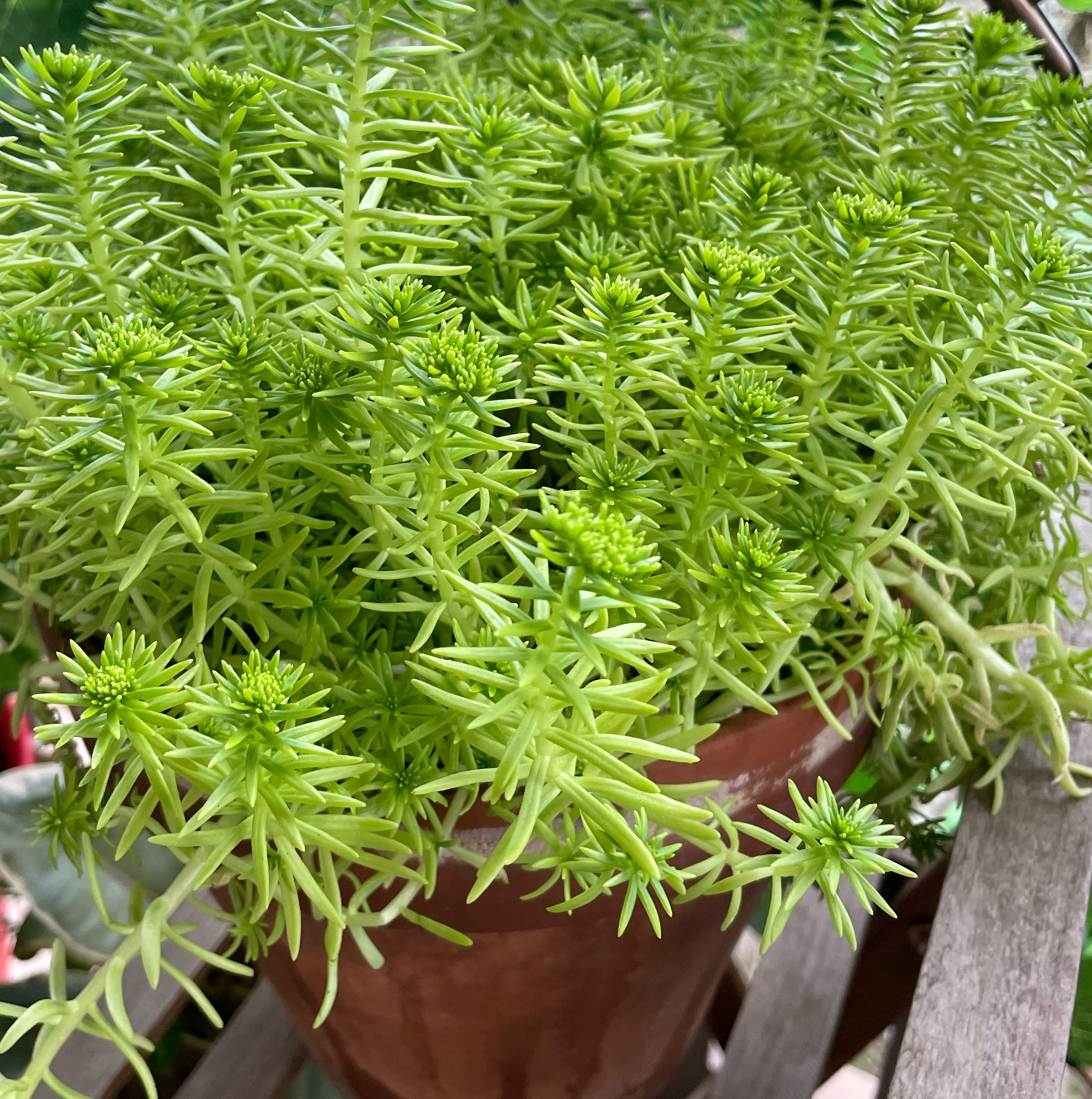 Photo of the plant species Lemon Coral Sedum by @LuxuryBuroak14 named Harry Styles on Greg, the plant care app
