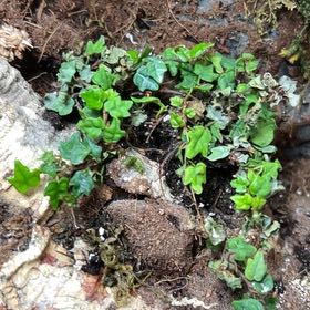 Photo of the plant species Mini Oakleaf Creeping Fig by @FreeKingfern15 named Naomi on Greg, the plant care app