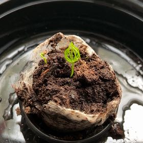 Photo of the plant species Japanese Juniper Bonsi by @YesRosarypea97 named Apollo on Greg, the plant care app