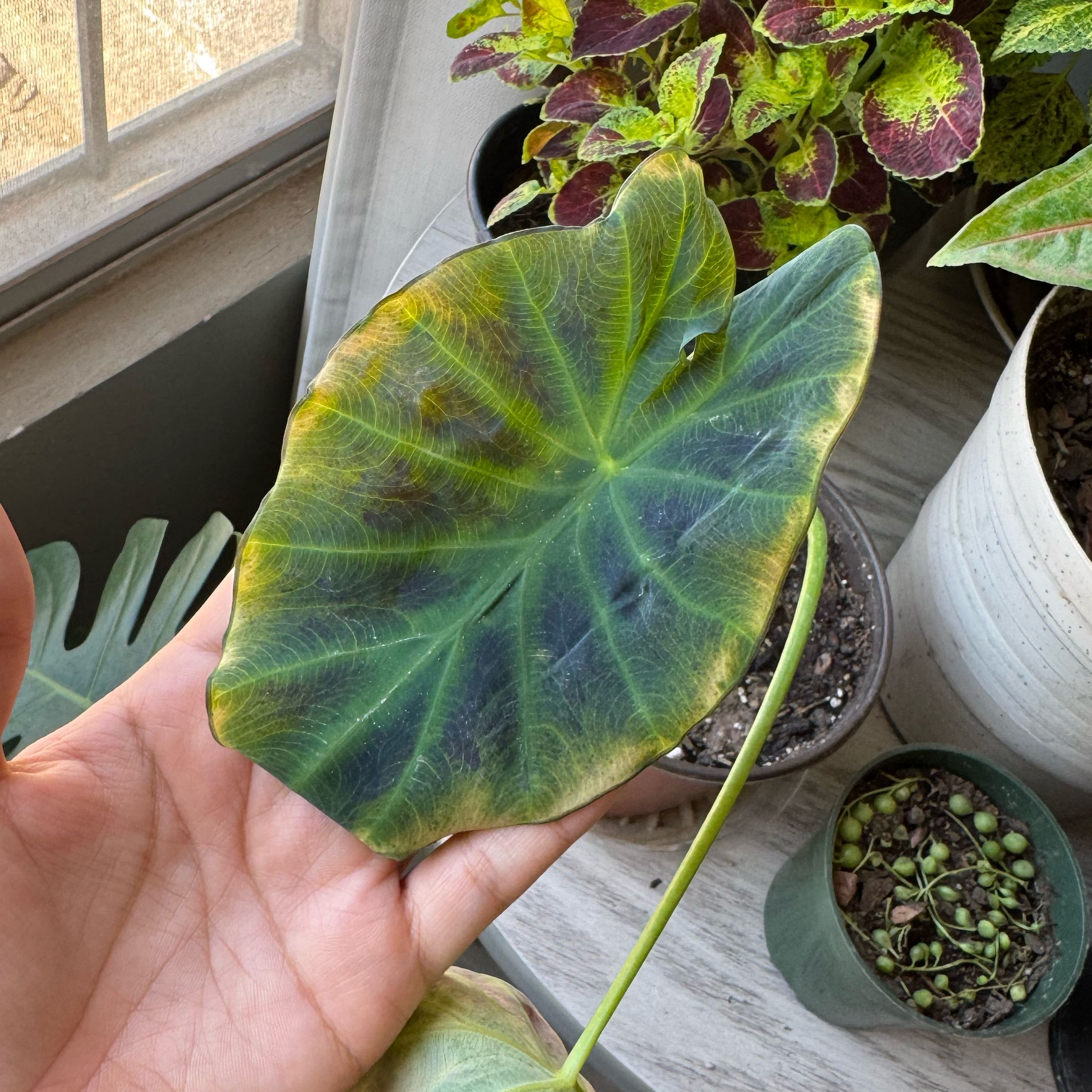 Photo of the plant species Black Beauty Elephant Ear by @Annelisbee named Velvetine on Greg, the plant care app