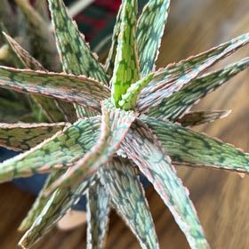 Photo of the plant species Pink Blush Aloe by @WinWasabi61 named Foxxy on Greg, the plant care app