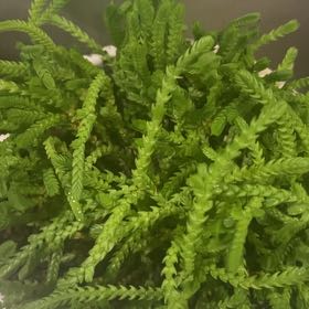 Photo of the plant species Mossy Stonecrop by @BeefyCrassula19 named Stella on Greg, the plant care app