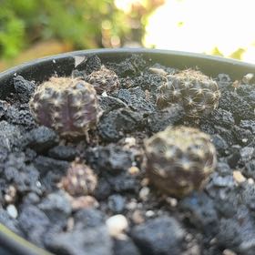 Photo of the plant species Spider Web Cactus by @ReallyGarlic33 named Plato on Greg, the plant care app