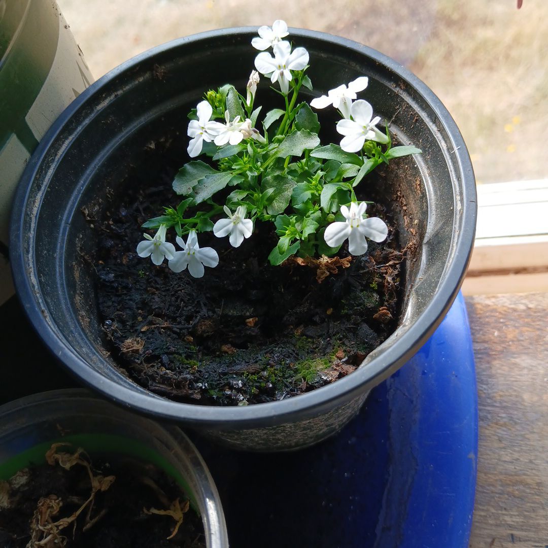 Photo of the plant species Bioluminescent Firefly Petunia by @SocialDidelta58 named Maya on Greg, the plant care app