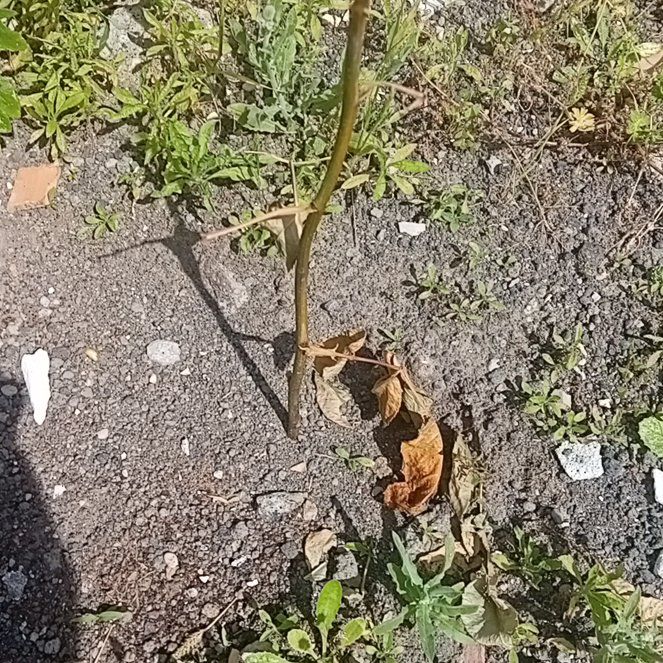 Photo of the plant species Rosa abietina by @UltimateNoni44 named Rosè on Greg, the plant care app