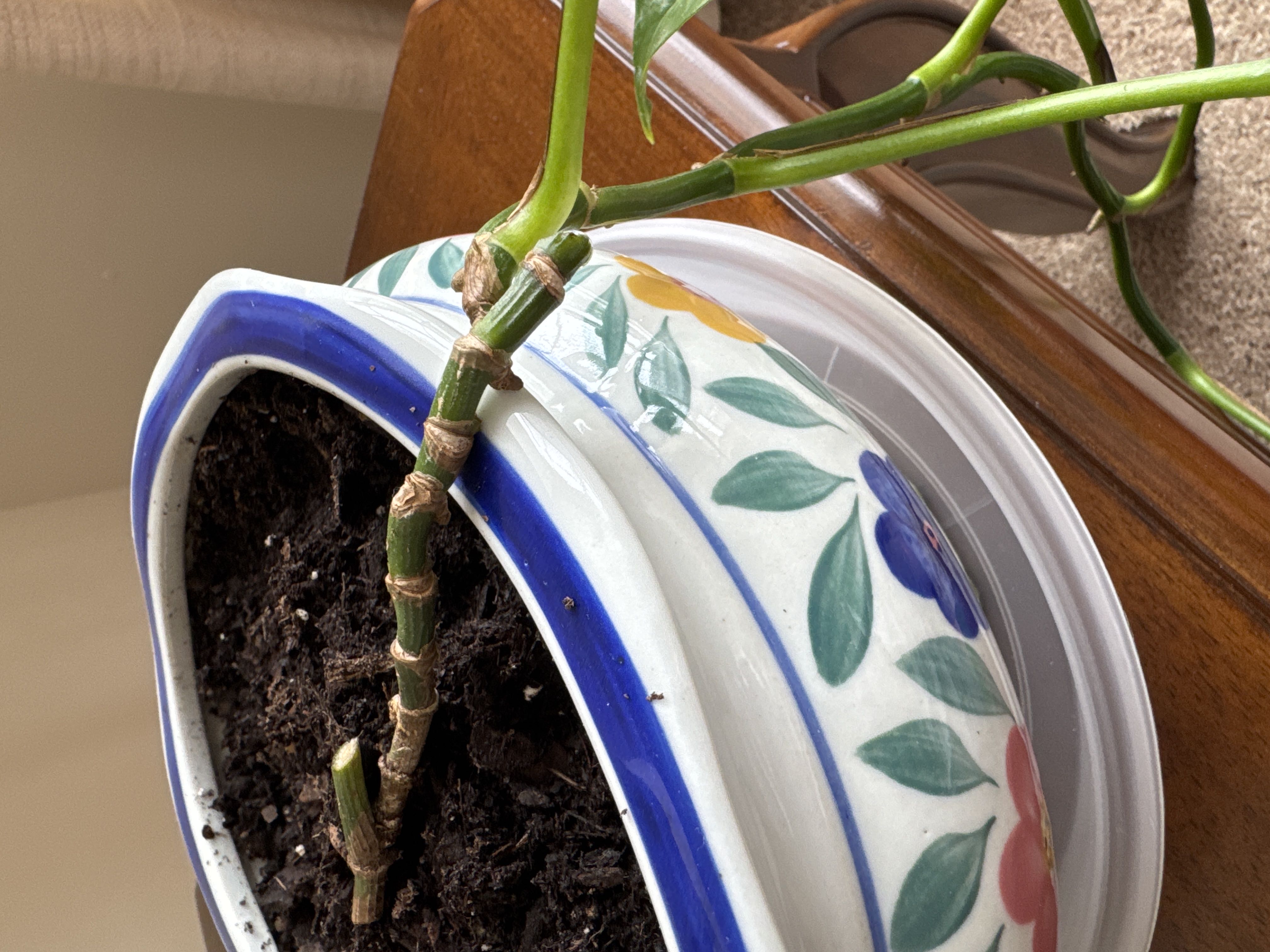 Will these stems continue to grow?