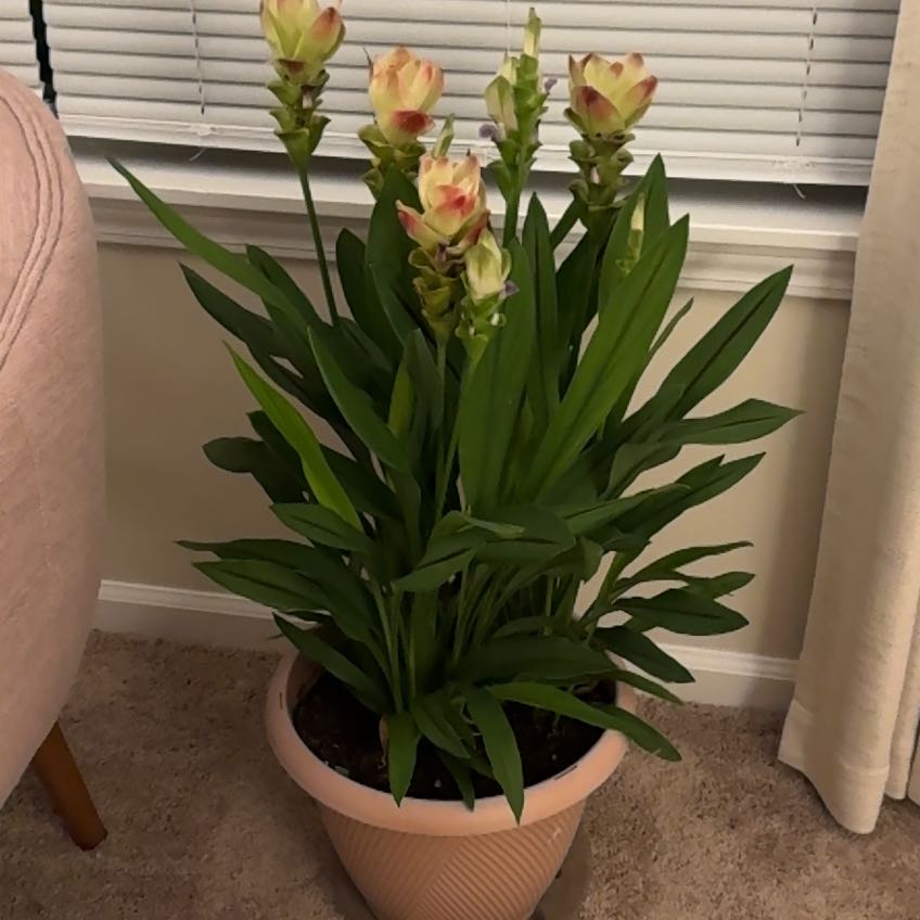 Photo of the plant species Flowering Ginger by @Schmuck named Spike on Greg, the plant care app