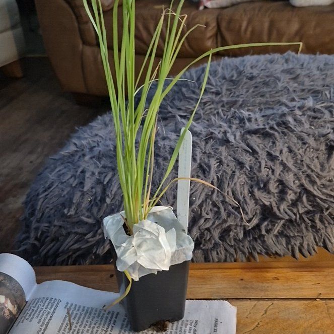 Photo of the plant species Pink Feather Pampas Grass by @ProfessorKale66 named Lavender on Greg, the plant care app