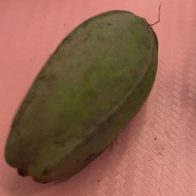 Photo of the plant species Ivy Gourd by @RousingZinnia named Elle on Greg, the plant care app